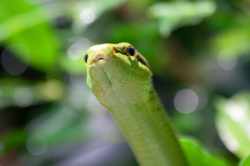  Head of an arboreal rat snake