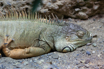  Portrait of a sleeping green iguana