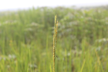  paddy fields in the suburbs