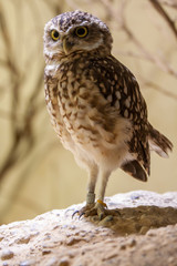Portrait of a burrowing owl
