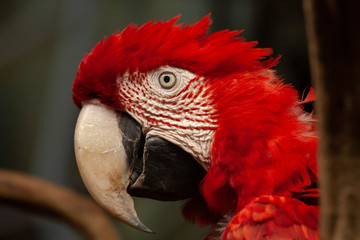  Head of a green-winged macaw