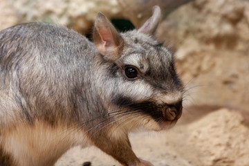 Portrait of a plains viscacha