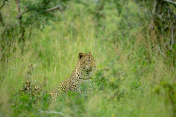 A female leopard hunting in the tall grass of africa