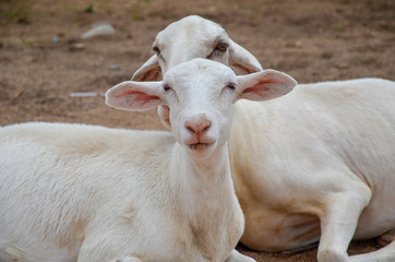 White goats
