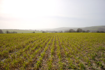 In rows planted grain plants on an acre in South England.