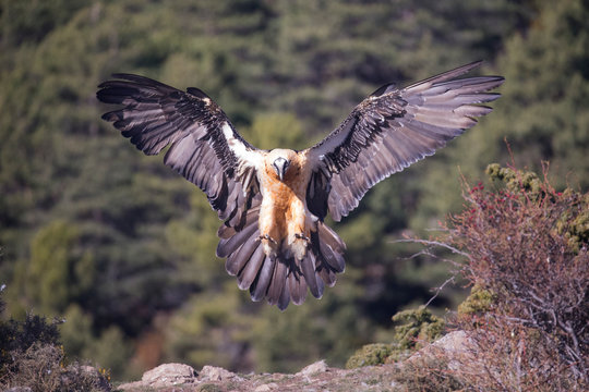 Ein freigestellter Bartgeier setzt mit ausgebreiteten Schwingen zur Landung an