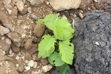  plants alone on the ground