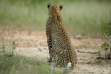 A female leopard hunting in the tall grass of africa