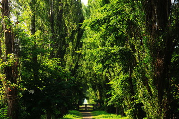 北海道大学　夏のポプラ並木