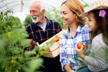 Grandfather growing organic vegetables with grandchildren and family at farm