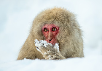 Japanese macaque on the snow. Winter season.  The Japanese macaque ( Scientific name: Macaca fuscata), also known as the snow monkey.