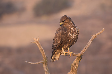 Ein freigestellter Mäusebussard sitzt auf einem abgestorbenen Ast in der Seitenansicht