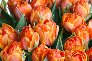 Floral wallpaper a bouquet of bright orange tulips.