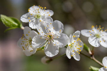 bloom cherry,The cherry tree blooms with a small depth of field