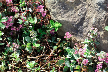 View of the alpine plants on a background of stone.