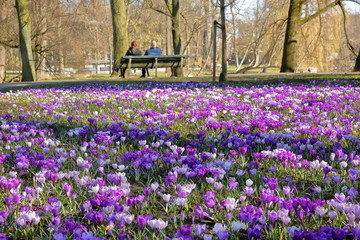 Blooming Crocuses in Oosterpark, Amsterdam, Netherlands, with a couple enjoying the park in the background