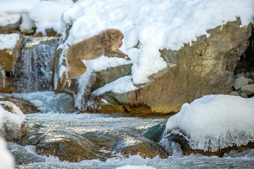 Japanese macaque jumping. The Japanese macaque,  Scientific name: Macaca fuscata, also known as the snow monkey. Natural habitat, winter season.