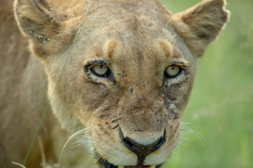 Lion pride moving about with cubs that are playing and biting things. The large dominant male also around.