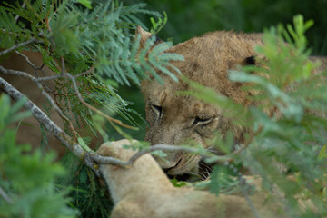 Lion pride moving about with cubs that are playing and biting things. The large dominant male also around.