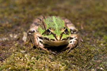 Ein Wasserfrosch in der Frontalansicht am Ufer auf grüner Vegetation