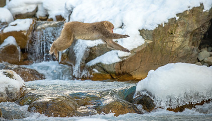 Japanese macaque jumping. The Japanese macaque,  Scientific name: Macaca fuscata, also known as the snow monkey. Natural habitat, winter season.