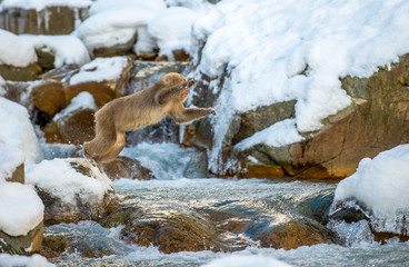 Japanese macaque jumping. The Japanese macaque,  Scientific name: Macaca fuscata, also known as the snow monkey. Natural habitat, winter season.