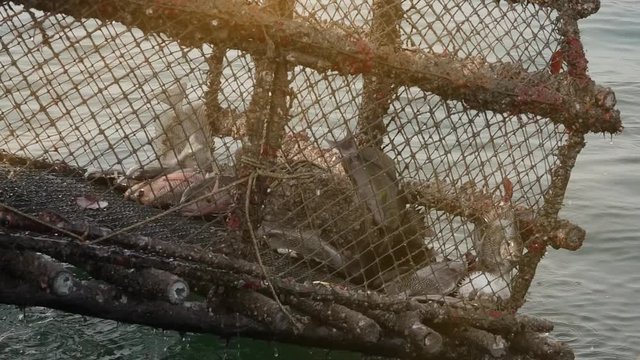 Fish trap with plenty of fishes. Fishes wriggling in fish trap while fisherman lifting trap from underwater ,hd slow motion.