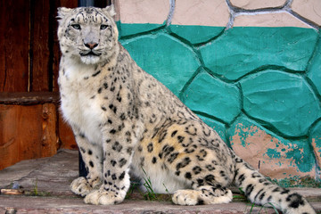 Fototapeta premium Portrait of a snow leopard