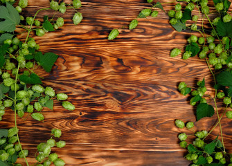 Wooden Board, Frame Of Green Hop. Background For Festivals Of Beer.