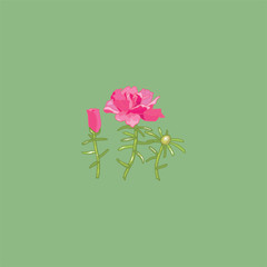 Fototapeta premium Portulac grandiflora. Blooming purslane. Bright ground cover flowers. Summer flowers. Garden plants for flower beds.