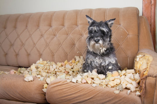 Naughty bad schnauzer puppy dog lies on a couch that she has just destroyed. 