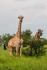 Naklejka na ściany i meble Wild giraffes in african savannah. Tanzania. National park Serengeti