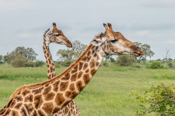 Wild giraffes in african savannah. Tanzania. National park Serengeti