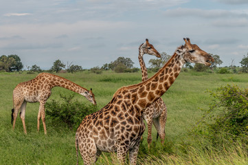 Obraz premium Wild giraffes in african savannah. Tanzania. National park Serengeti