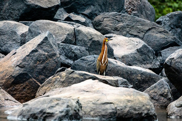 Bare-throated tiger heron in Surinam