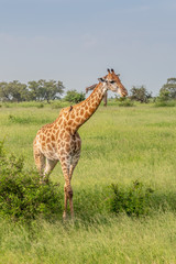 Naklejka na ściany i meble Wild giraffes in african savannah. Tanzania. National park Serengeti