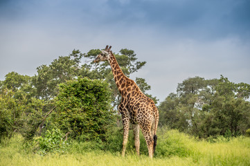 Wild giraffes in african savannah. Tanzania. National park Serengeti