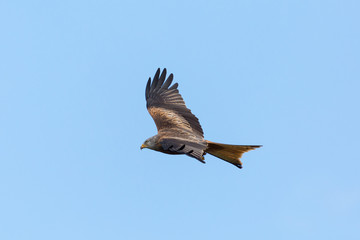 side view red kite (milvus milvus) bird of prey  in flight, spread wings
