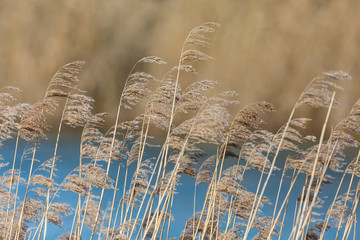 several reed panicles, reed belt and blue water in sunshine