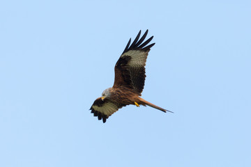 red kite (milvus milvus) bird of prey flying in blue sky, open wings