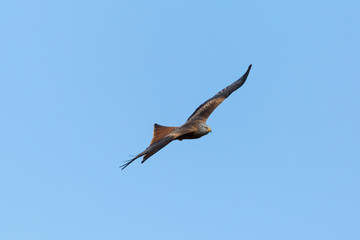 red kite (milvus milvus) bird of prey flying in blue sky, spread wings