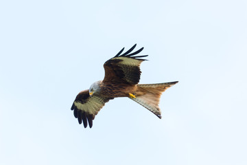 detailed view flying red kite (milvus milvus) bird of prey, spread wings