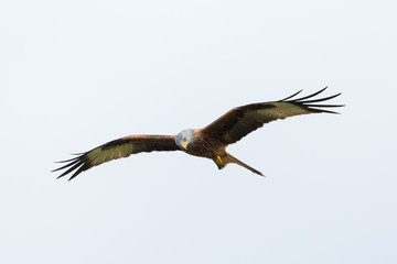 close view flying red kite (milvus milvus) bird of prey, spread wings