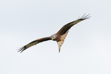 red kite (milvus milvus) bird of prey portrait in flight, spread wings