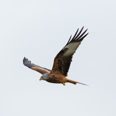 portrait red kite (milvus milvus) bird of prey in flight, spread wings