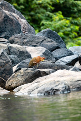 Bare-throated tiger heron in Surinam