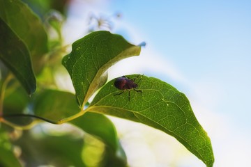 Small bug on vegetation closeup