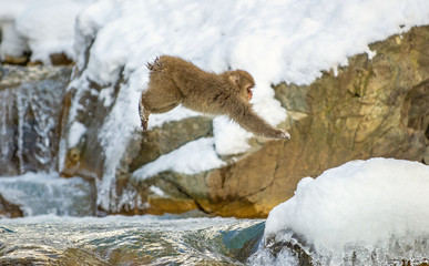 Japanese macaque jumping. The Japanese macaque,  Scientific name: Macaca fuscata, also known as the snow monkey. Natural habitat, winter season.