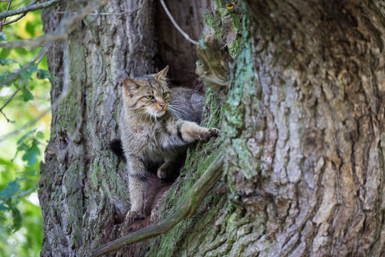 Eine Wildkatze klettert aus einer Baumhöhle