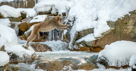 Japanese macaque jumping. The Japanese macaque,  Scientific name: Macaca fuscata, also known as the snow monkey. Natural habitat, winter season.